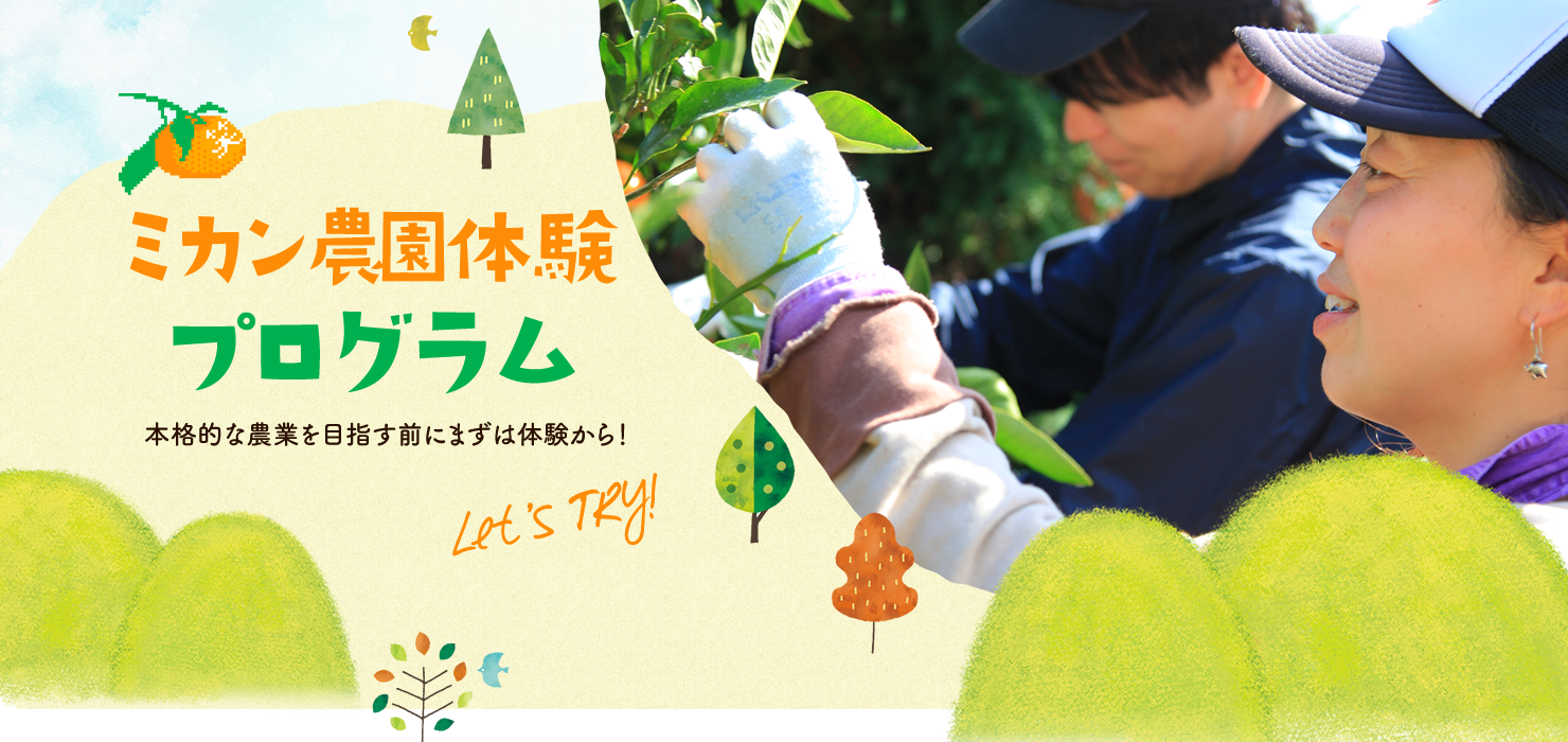 みかんを収穫している男女