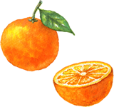 みかんのイラスト