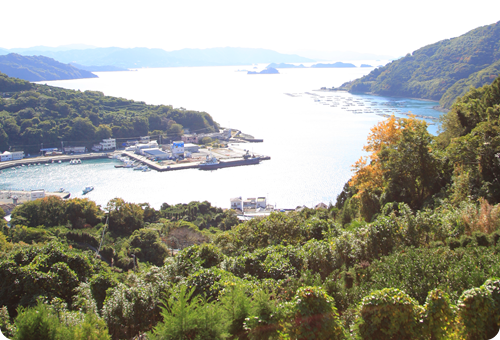 愛媛県伊方町中浦地区の風景
