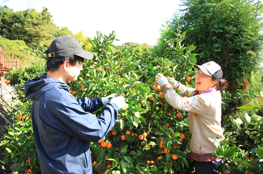 みかんを収穫して笑っている2人