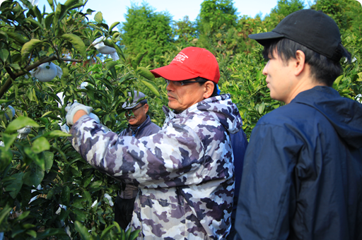 みかんの袋がけを指導している風景
