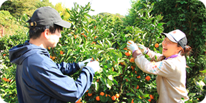 みかんを収穫して笑っている2人
