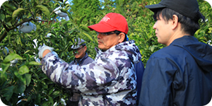 みかんの袋がけを指導している風景