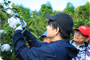 みかんの袋がけをしている男性