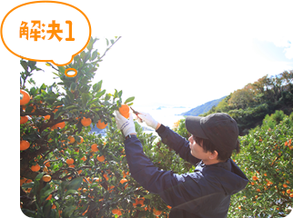 みかんを収穫している男性