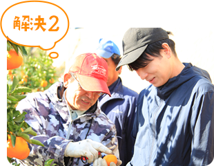みかん収穫の指導を受けている男性